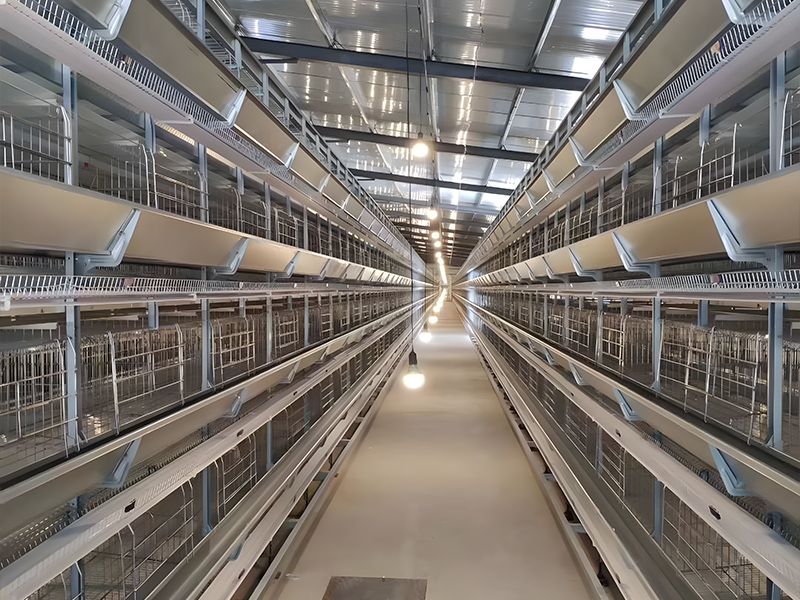 層疊式自動化蛋雞養殖設備