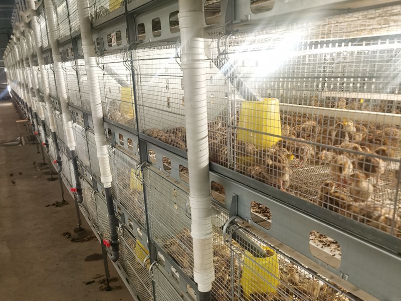 層疊式自動化鵪鶉養殖設備